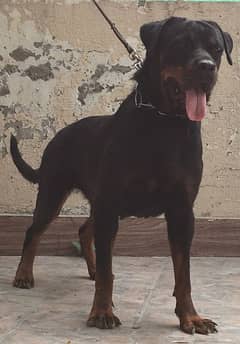 Top quality KCP pedigree rottweiler female available(confirm breeder)