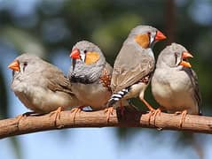 Finches