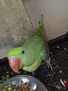 RAW parrot for sale in fateh jang city age 4m