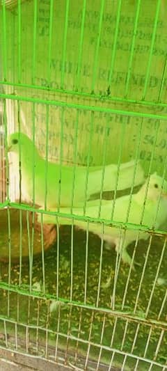 breeder pair hy white 03177879431