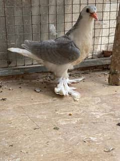 German Sherazi chicks for sale