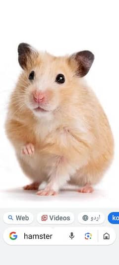 Hamster for sale. 0300/9/2/4/4/2/9/5