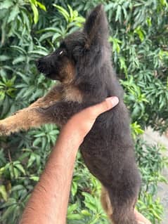 Greman shepherd female puppy available 0