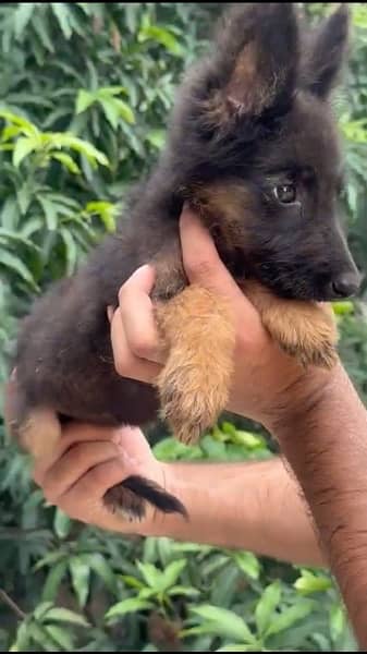 Greman shepherd female puppy available 1