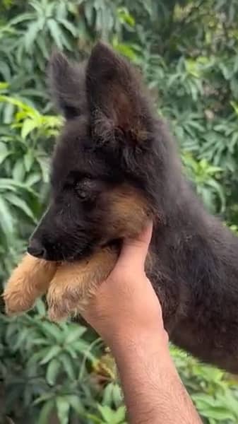 Greman shepherd female puppy available 2