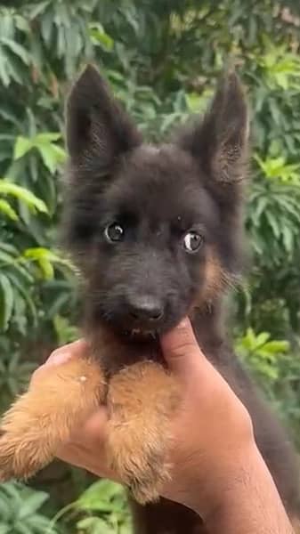 Greman shepherd female puppy available 3