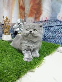 pure persian grey kitten