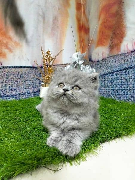 pure persian grey kitten 1