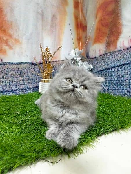 pure persian grey kitten 2