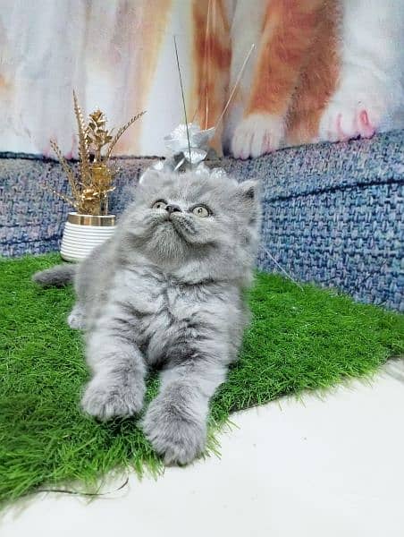 pure persian grey kitten 3