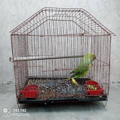 bird with cage