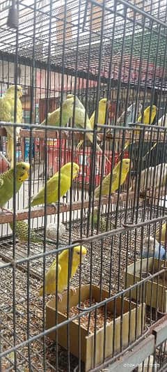 beautiful bajri parrots and love birds for sale 0