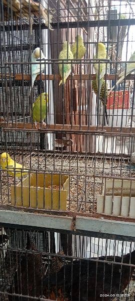 beautiful bajri parrots and love birds for sale 2