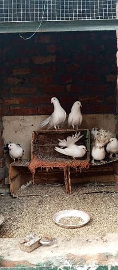 pigeons pair 2 or bachy2 or dove pair