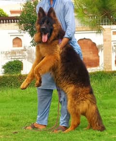 German Shepherd Male Dog For Sale