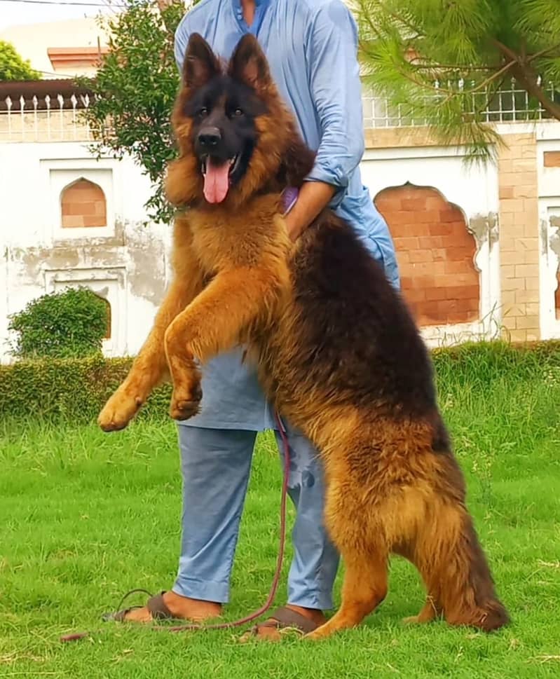 German Shepherd Male Dog For Sale 0