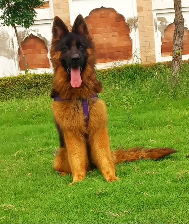 German Shepherd Male Dog For Sale 1