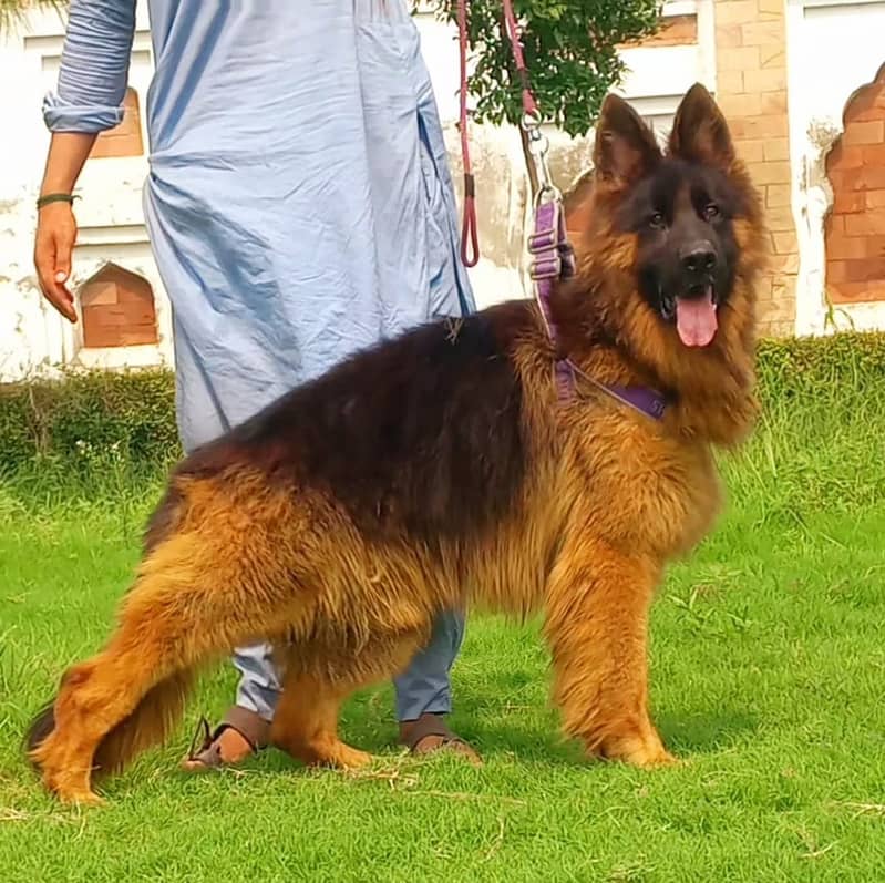 German Shepherd Male Dog For Sale 3