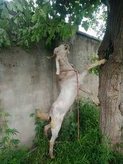 Goat / bakra 1500 per kilo