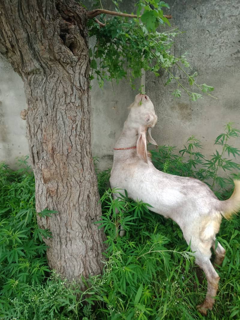 Goat/ Bakra for Sale 1