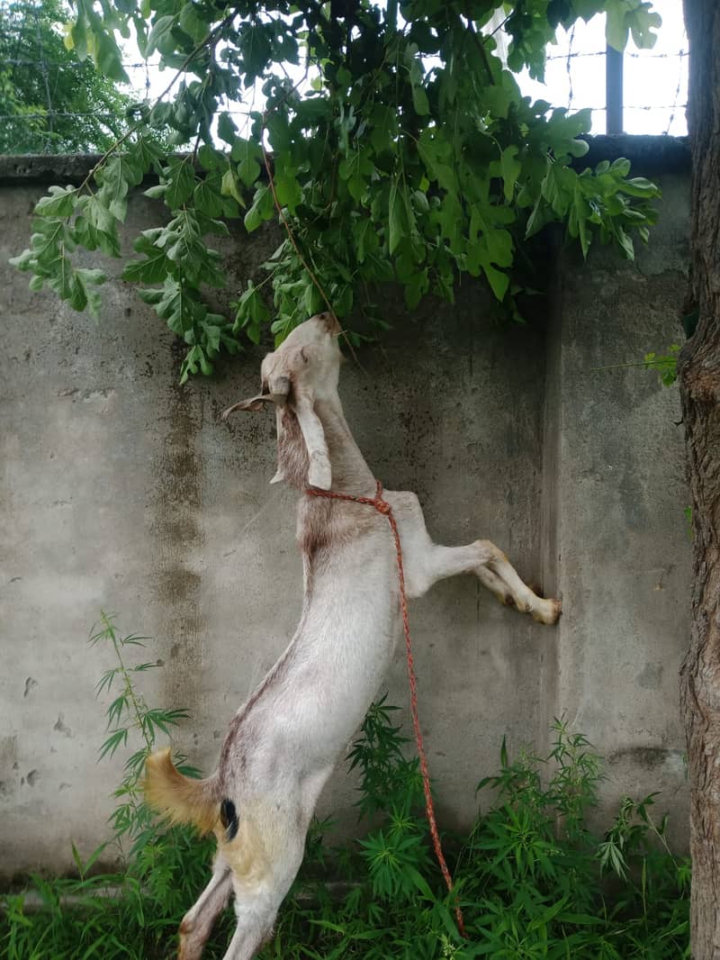 Goat/ Bakra for Sale 2