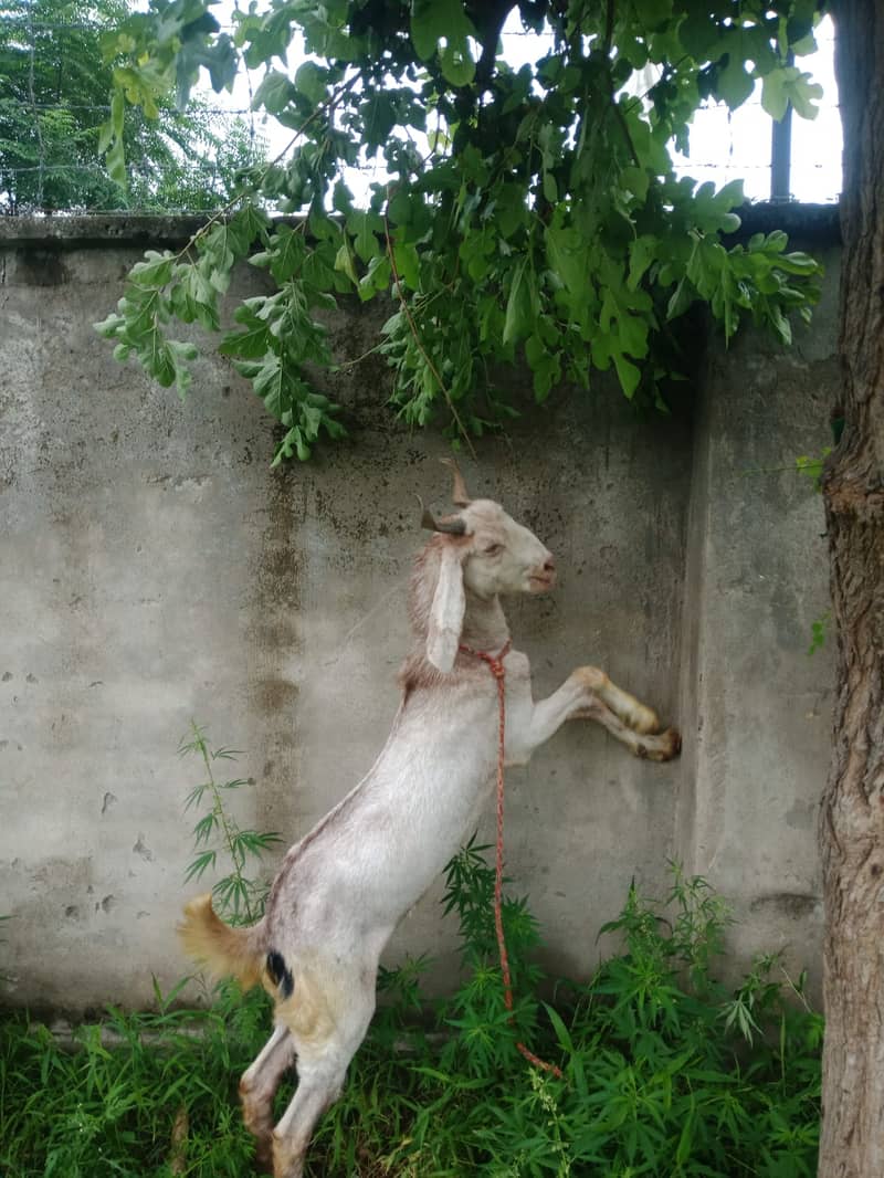 Goat/ Bakra for Sale 3