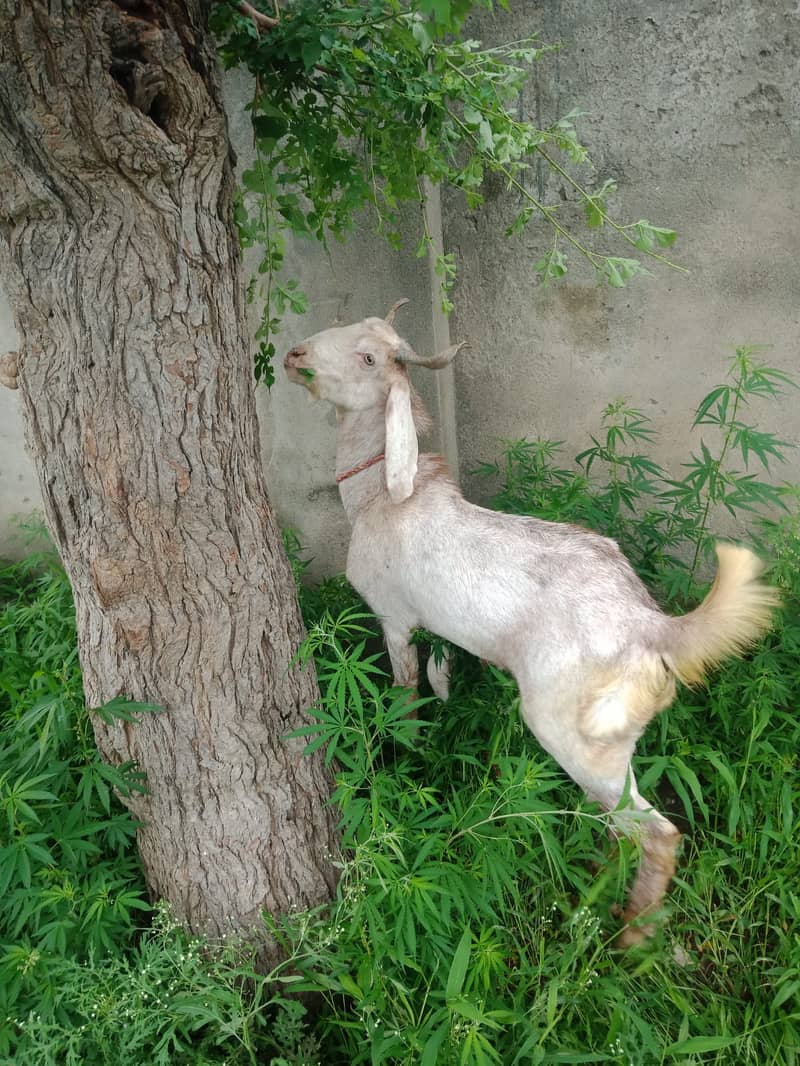 Goat/ Bakra for Sale 4