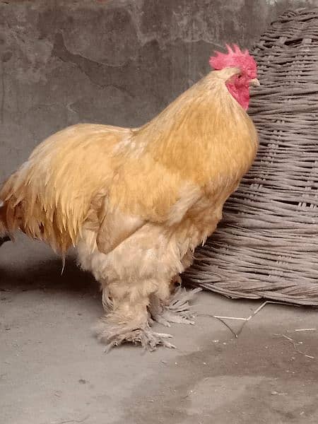 golden buff male for sale 1