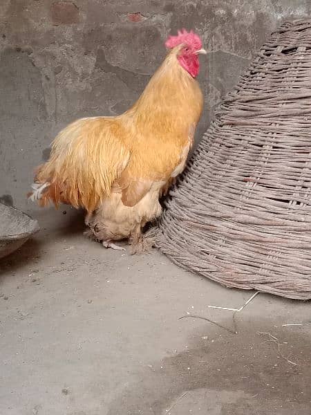 golden buff male for sale 3