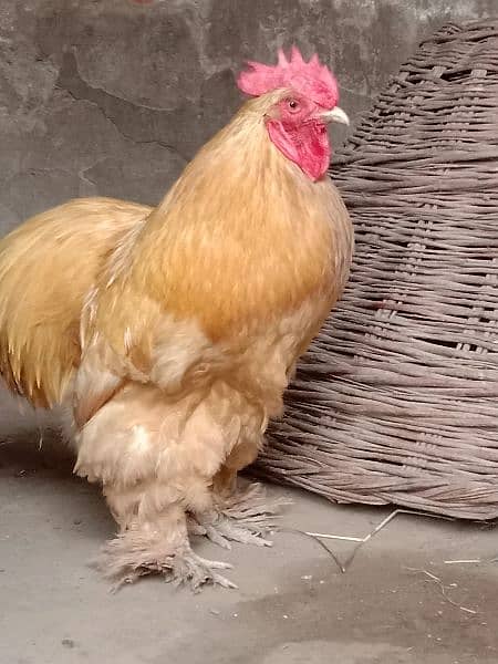 golden buff male for sale 4