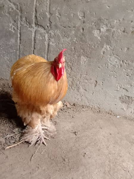 golden buff male for sale 6