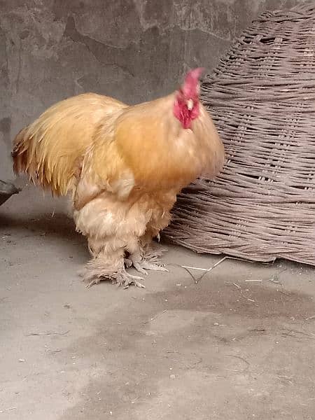 golden buff male for sale 7