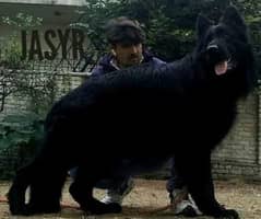 Black German Shepherd puppies available of top notch quality