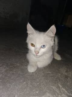 Persian cat