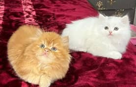 Persian kittens triple coat pair for sale contact whatsap 03228726747