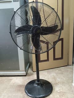 Pedestal Fans