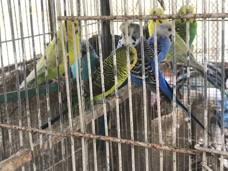 Blackwing budgies 0