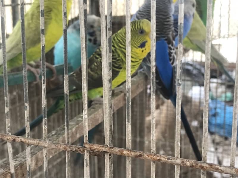 Blackwing budgies 1