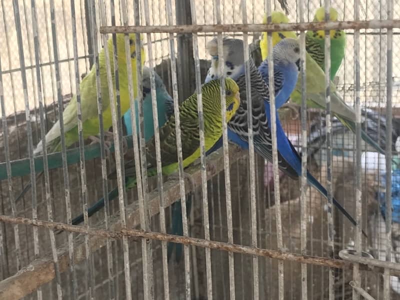 Blackwing budgies 4