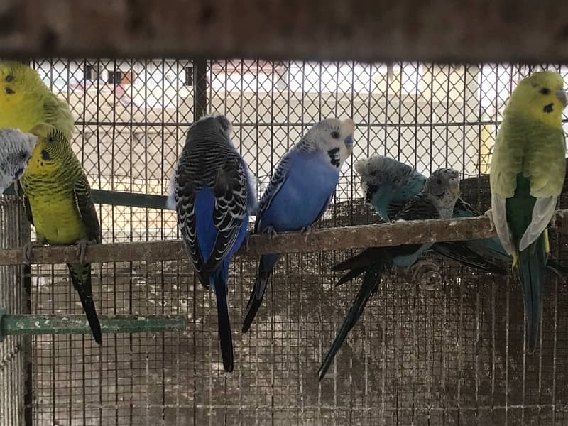 Blackwing budgies 5