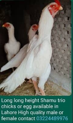 white king o shamo patha pattiyan or. chicks for sale