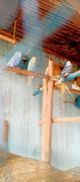 Australian budgies breeders pair sale 4