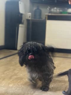 shitzu Dog / Dog for sale / shihtzu