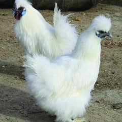 Silkie A+quality 03435635876