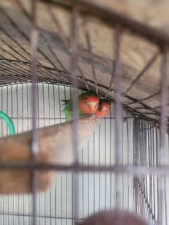 Healthy Breeder Peach face love birds for sale