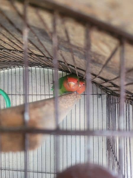 Healthy Breeder Peach face love birds for sale 1