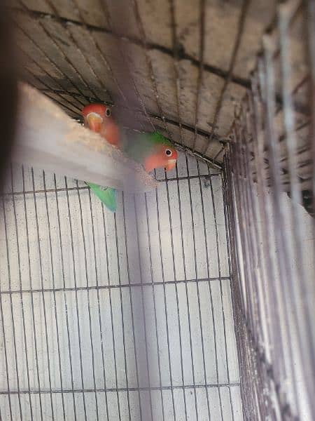 Healthy Breeder Peach face love birds for sale 2