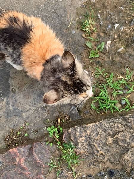 persian cat female 4 months 0