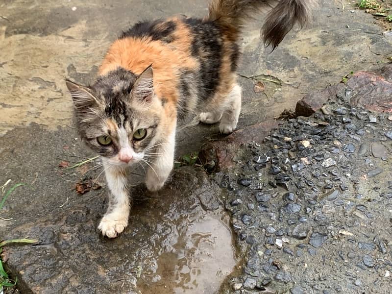 persian cat female 4 months 2