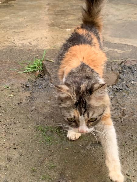 persian cat female 4 months 3